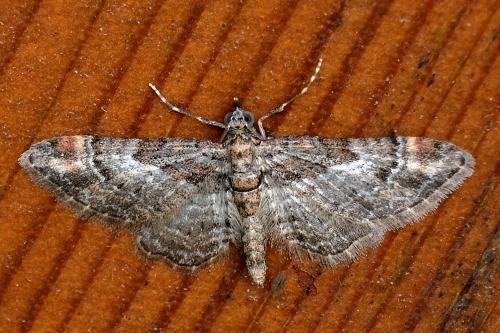 Réf. 305 599 : Gymnoscelis rufifasciata